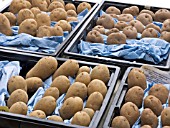 POTATO (SOLANUM TUBEROSUM) FOR PLANTING