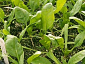 SPINACH PINCO (SPINACIA OLERACEA) SEEDLINGS