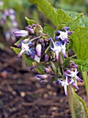 TRACHYSTEMON ORIENTALIS