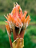 TREE PAEONIA BUD