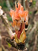 TREE PAEONIA BUD