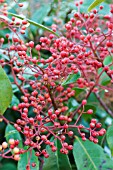 PHOTINIA X FRASERI RED ROBIN,  FRUITS,  NOVEMBER