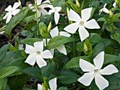 VINCA MINOR ALBA