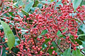 PHOTINIA X FRASERI RED ROBIN,  FRUITS,  NOVEMBER