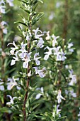 ROSMARINUS OFFICINALIS,  ROSEMARY,  HARDY HERB,  NOVEMBER