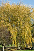 SALIX BABYLONICA,  WEEPING WILLOW,  NOVEMBER