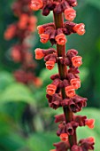 SALVIA  CONFERTIFLORA,  TENDER PERENNIAL,  SEPTEMBER