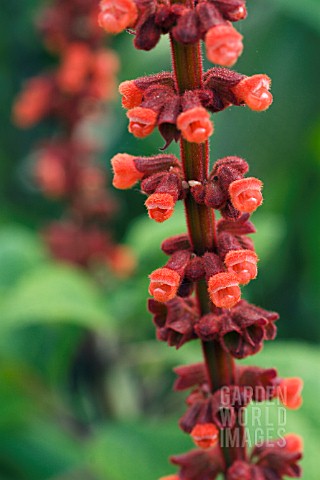 SALVIA__CONFERTIFLORA__TENDER_PERENNIAL__SEPTEMBER