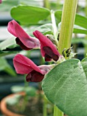 RED FLOWERED BROAD BEAN (VINCA FABAE)