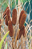 TYPHA LAXMANNII,  HARDY REED MACE,  NOVEMBER