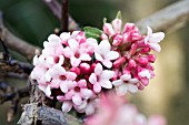 VIBURNUM FARRERI (AGM), (SYN. VIBURNUM FRAGRANS)