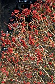 VIBURNUM OPULUS,  GUELDER ROSE,  NATIVE SHRUB,  NOVEMBER