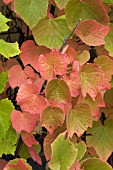 VITIS FREDONIA,  HARDY ORNAMENTAL VINE,  OCTOBER