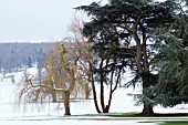 WEST DEAN GARDENS,  WEST SUSSEX,  JANUARY