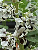 BROAD BEAN FLOWERS (VINCA FABAE)