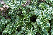 ARUM ITALICUM,  HARDY PERENNIAL,  JANUARY