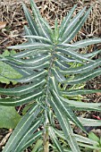 EUPHORBIA LATHYRIS,  CAPER SPURGE,  BIENNIAL,  JANUARY