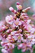 PRUNUS OKAME,  ORNAMENTAL CHERRY,  FEBRUARY