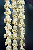 GARRYA ELLIPTICA,  HARDY EVERGREEN WINTER FLOWERING SHRUB,  JANUARY