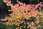 PRUNUS CHOSHU HIZAKURA,  FLOWERING CHERRY,  AUTUMN COLOUR,  NOVEMBER