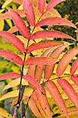 SORBARIA ARBOREA,  HARDY SHRUB,  AUTUMN COLOUR,  NOVEMBER