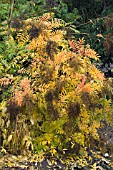 SORBARIA ARBOREA,  HARDY SHRUB,  AUTUMN COLOUR,  NOVEMBER