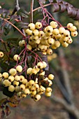 SORBUS JOSEPH ROCK,  NOVEMBER