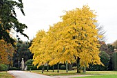 TILIA PETIOLARIS,  SILVER PENDANT LIME,  NOVEMBER