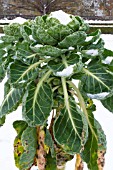 BRASSICA OLERACEA GEMMIFERA,  BRUSSELS SPROUT IN SNOW,  JANUARY