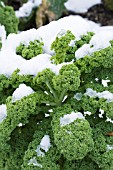 BRASSICA OLERACEA GREEN BOR,  CURLY KALE IN SNOW,  JANUARY