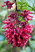 CESTRUM ELEGANS SMITHII,  TENDER GREENHOUSE SHRUB,  JANUARY