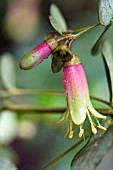 CORREA MARIANS MARVEL,  TENDER SHRUB,  JANUARY