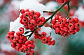 COTONEASTER X WATERERI JOHN WATERER,  SEMI EVERGREEN SMALL TREE,  WINTER FRUITS IN SNOW,  JANUARY