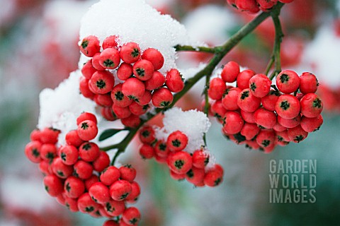 COTONEASTER_X_WATERERI_JOHN_WATERER__SEMI_EVERGREEN_SMALL_TREE__WINTER_FRUITS_IN_SNOW__JANUARY