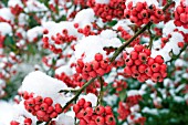 COTONEASTER X WATERERI JOHN WATERER,  SEMI EVERGREEN SMALL TREE,  WINTER FRUITS IN SNOW,  JANUARY