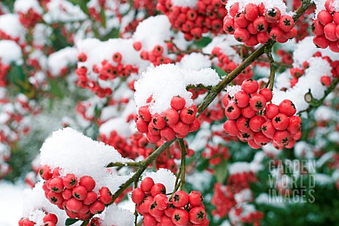 COTONEASTER_X_WATERERI_JOHN_WATERER__SEMI_EVERGREEN_SMALL_TREE__WINTER_FRUITS_IN_SNOW__JANUARY