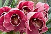 CYMBIDIUM HYBRID,  ANTIQUE ROSE,  COOL HOUSE ORCHID,  JANUARY