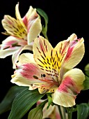 ALSTROEMERIA SUNNY REBECCA (PERUVIAN LILY)