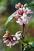 DAPHNE BHOLUA,  JAQUELINE POSTILL,  SEMI EVERGREEN SHRUB,  JANUARY