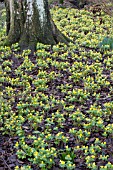 ERANTHUS HYEMALIS,  WINTER ACONITE,  HARDY BULB,  JANUARY