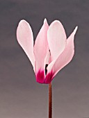 CYCLAMEN PERSICUM (FLORISTS CYCLAMEN)