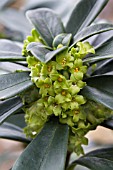 DAPHNE LAUREOLA,  SPURGE LAUREL,  HARDY EVERGREEN NATIVE SHRUB,  JANUARY