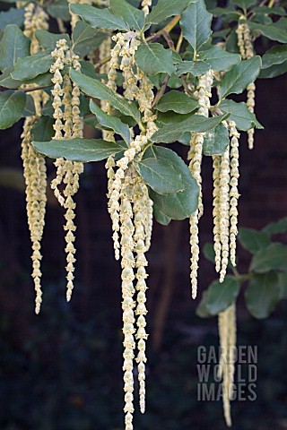 GARRYA_ELIPTICA__EVERGREEN_SHRUB__JANUARY