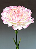 DAINTHUS LANDO (CARNATION)