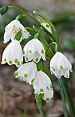 LEUCOJUM AESTIVUM GRAVETYE GIANT,  HARDY BULB,  JANUARY