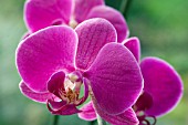 PHALAENOPSIS,  MINIATURE FLOWERED MOTH ORCHID,  JANUARY