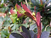 EUPHORBIA AMYGDALOIDES ROBBIAE (WOOD SPURGE)