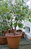 RHODODENDRON FRAGRANTISSIMUM,  IN COOL GREENHOUSE FOR EARLY FORCING,  JANUARY