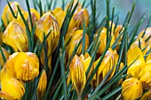 CROCUS CHRYSANTHUS VAR. FUSCOTINCTUS