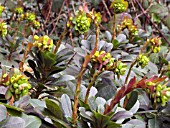 EUPHORBIA AMYGDALOIDES ROBBIAE (WOOD SPURGE)